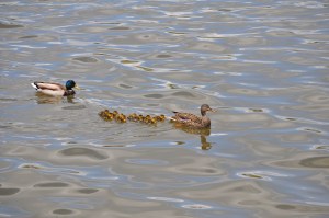 Daddy and Momma Mallard with 10 new ducklings